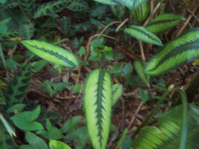 Marantaceae Leaf identification