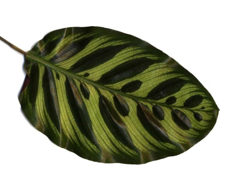 Калатея Макоя Calathea makoyana