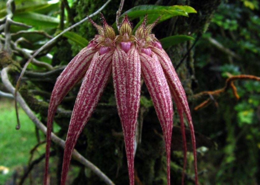 Bulbophyllum Elizabeth Ann Buckleberry