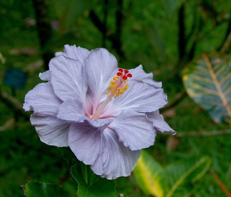 Hibiscus rosa-sinensis 'Blue Bayou' .